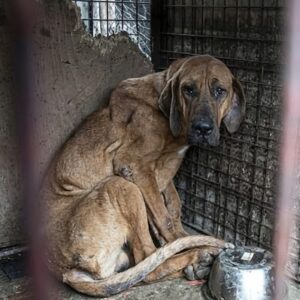 Robin's First Bark Marks a Milestone in His Recovery Journey