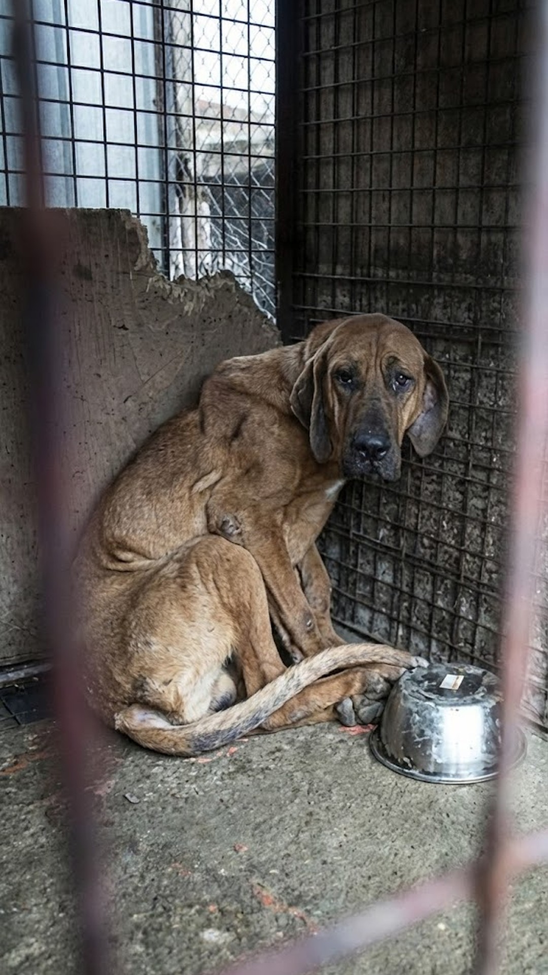 Robin's First Bark Marks a Milestone in His Recovery Journey