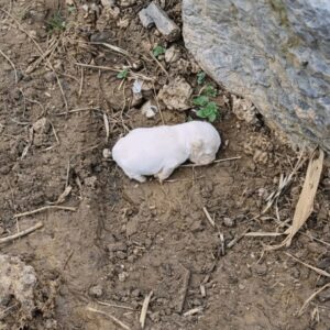 Tiny Puppy Transforms from Lifeless to Lively French Bulldog