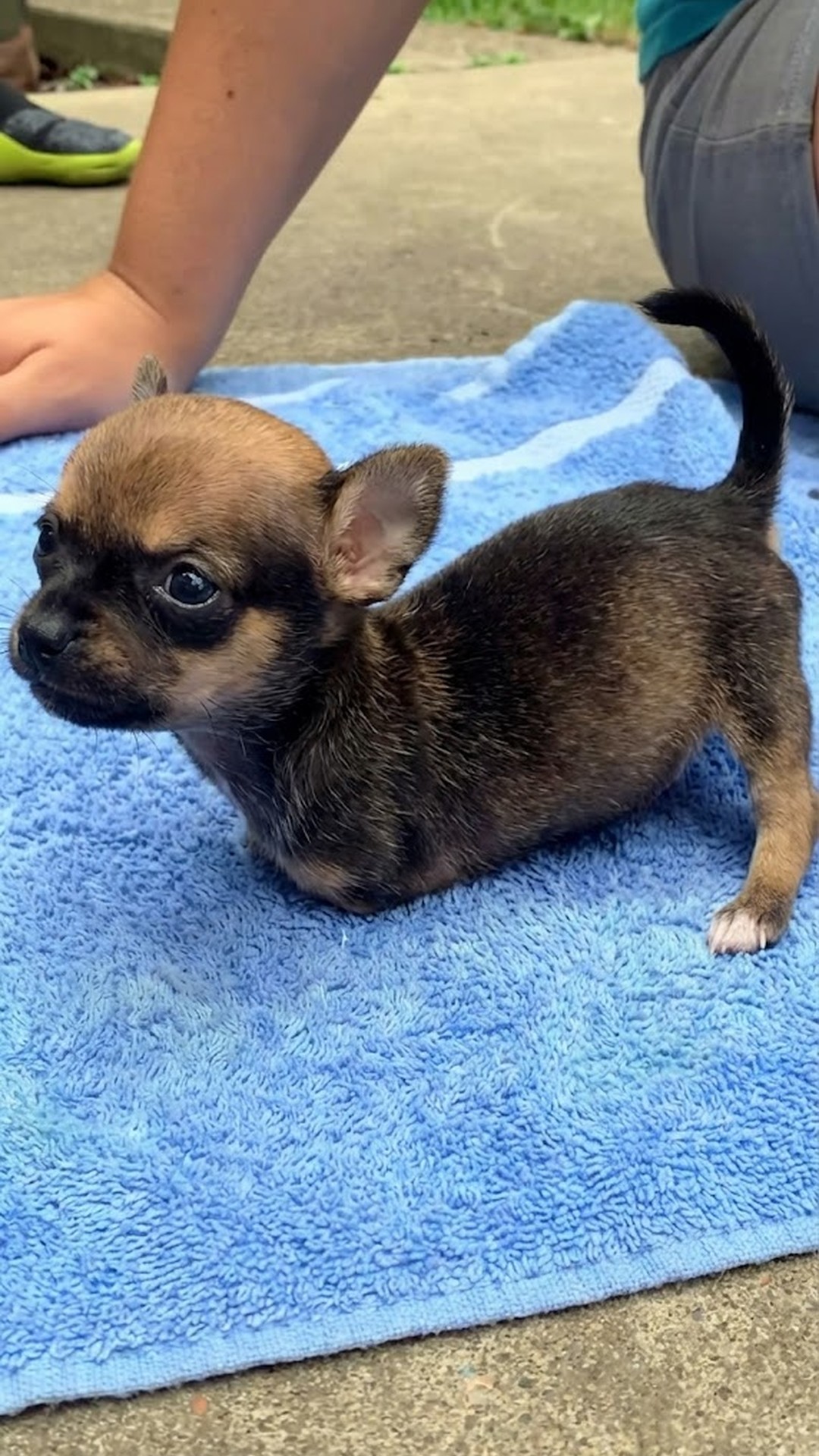 Turbo Roo's Progress: From Scooting to Speeding in Just Days