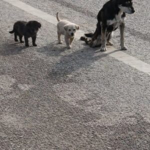 Rescue of Paralyzed Mother Dog and Her Puppies After Weeks of Struggle