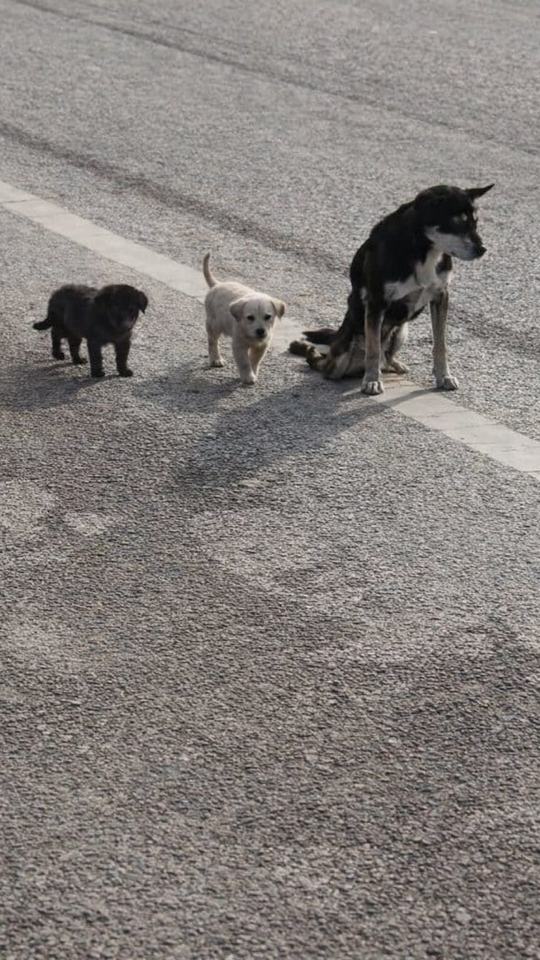 Rescue of Paralyzed Mother Dog and Her Puppies After Weeks of Struggle