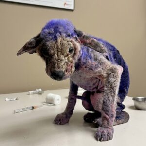 From Neglected and Purple to Vibrant and Loved: Violet's Rescue Journey