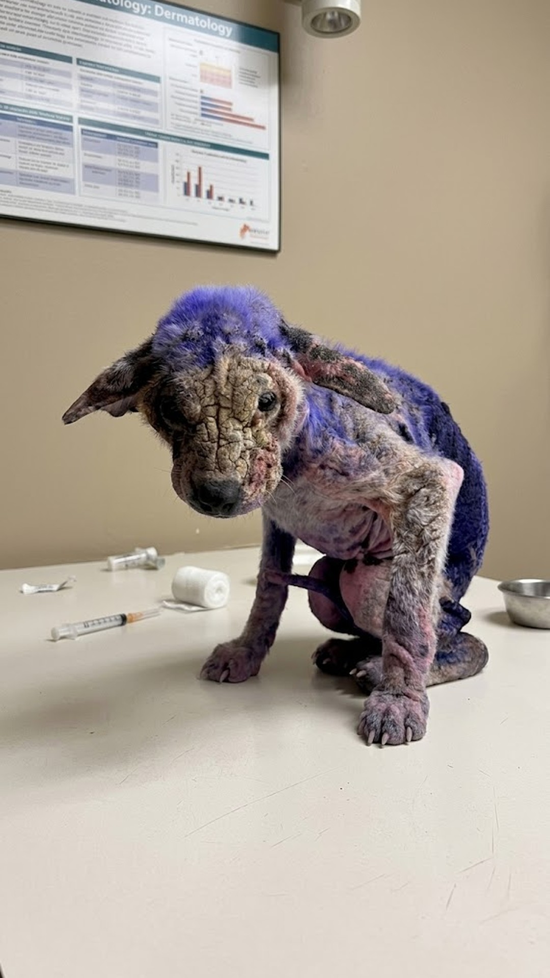 From Neglected and Purple to Vibrant and Loved: Violet's Rescue Journey
