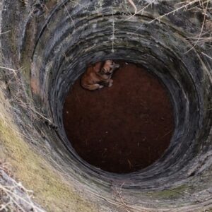 A Dog Emerges from Darkness After a Thoughtful Rescue from a Deep Well