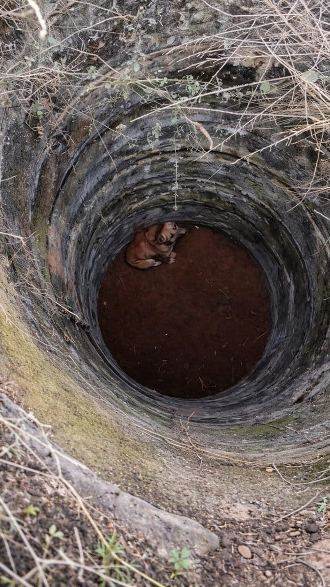 A Dog Emerges from Darkness After a Thoughtful Rescue from a Deep Well