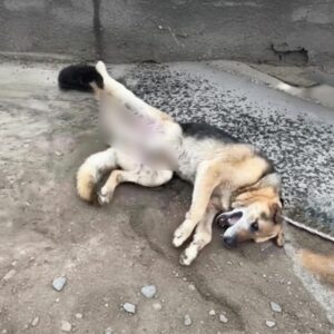 Rescued Dog Stephen Defies Odds After Severe Injuries from Car Accident