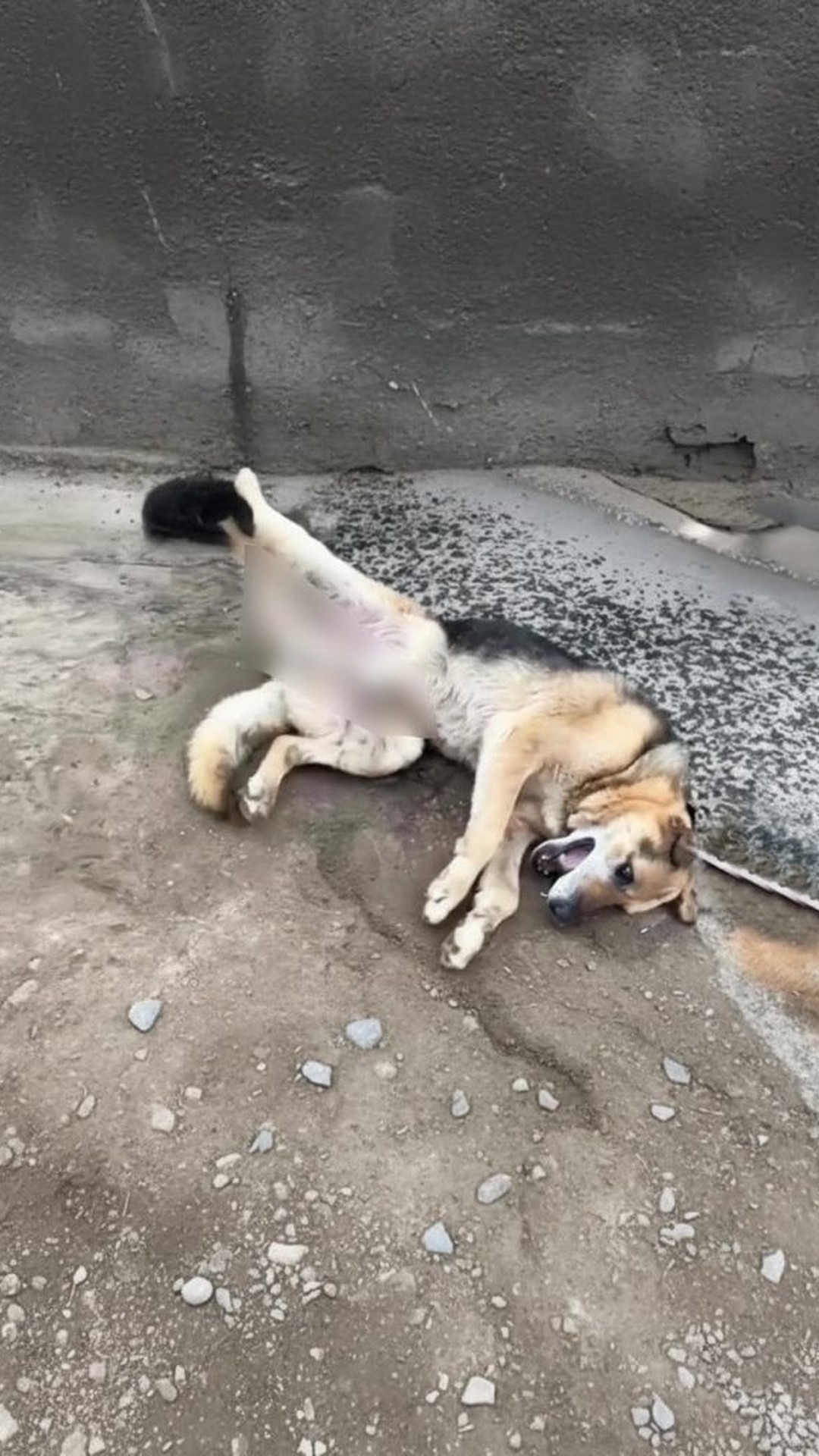 Rescued Dog Stephen Defies Odds After Severe Injuries from Car Accident