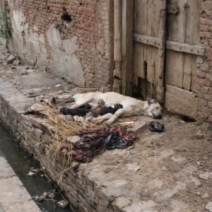 Rescuer Acts Quickly as Puppy Falls from a Dangerous Wall