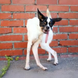 Rescue of Stella: Abandoned Dog with Rare Illness Finds Hope and Healing