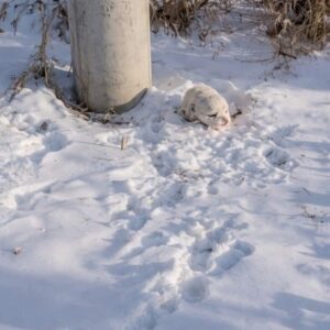A Young Man Discovers a Struggling Puppy Hidden in the Snow