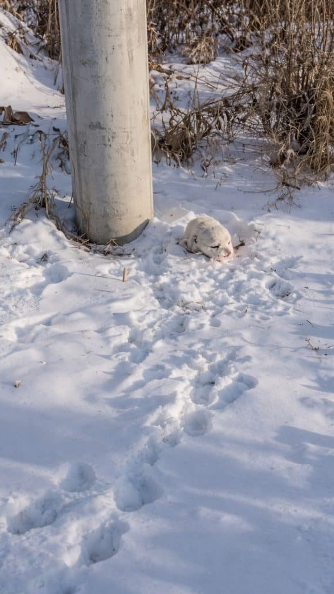 A Young Man Discovers a Struggling Puppy Hidden in the Snow