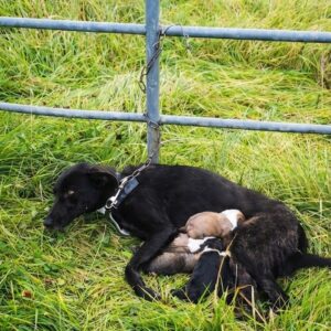 Chained Mother Dog Finds Freedom as Rescuers Save Her Puppies