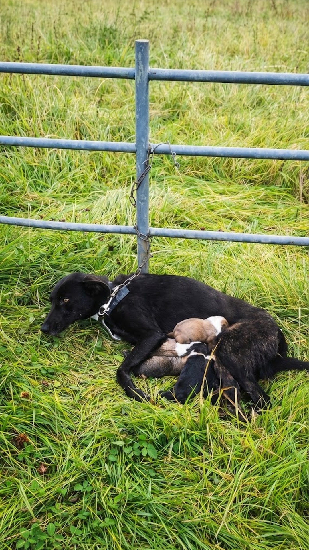 Chained Mother Dog Finds Freedom as Rescuers Save Her Puppies