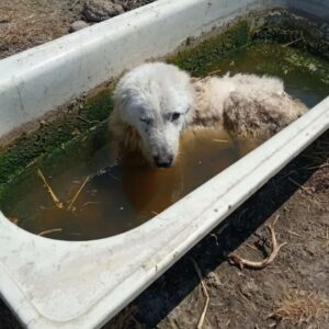 From the Depths of Despair: Phoenix Takes His First Steps After Amputation