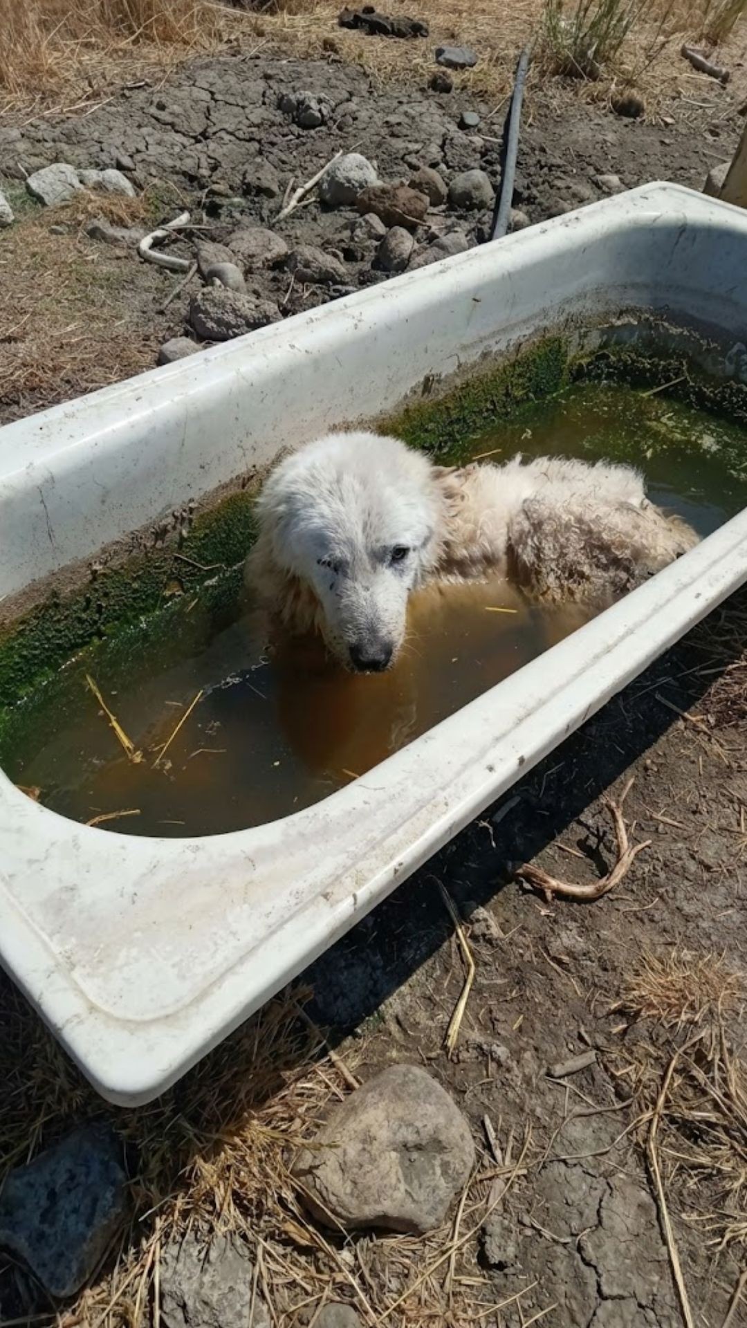 From the Depths of Despair: Phoenix Takes His First Steps After Amputation