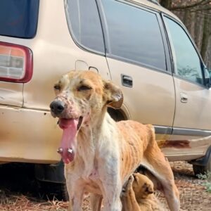 From Street Suffering to Joy: Pinky's Remarkable Recovery Over Months
