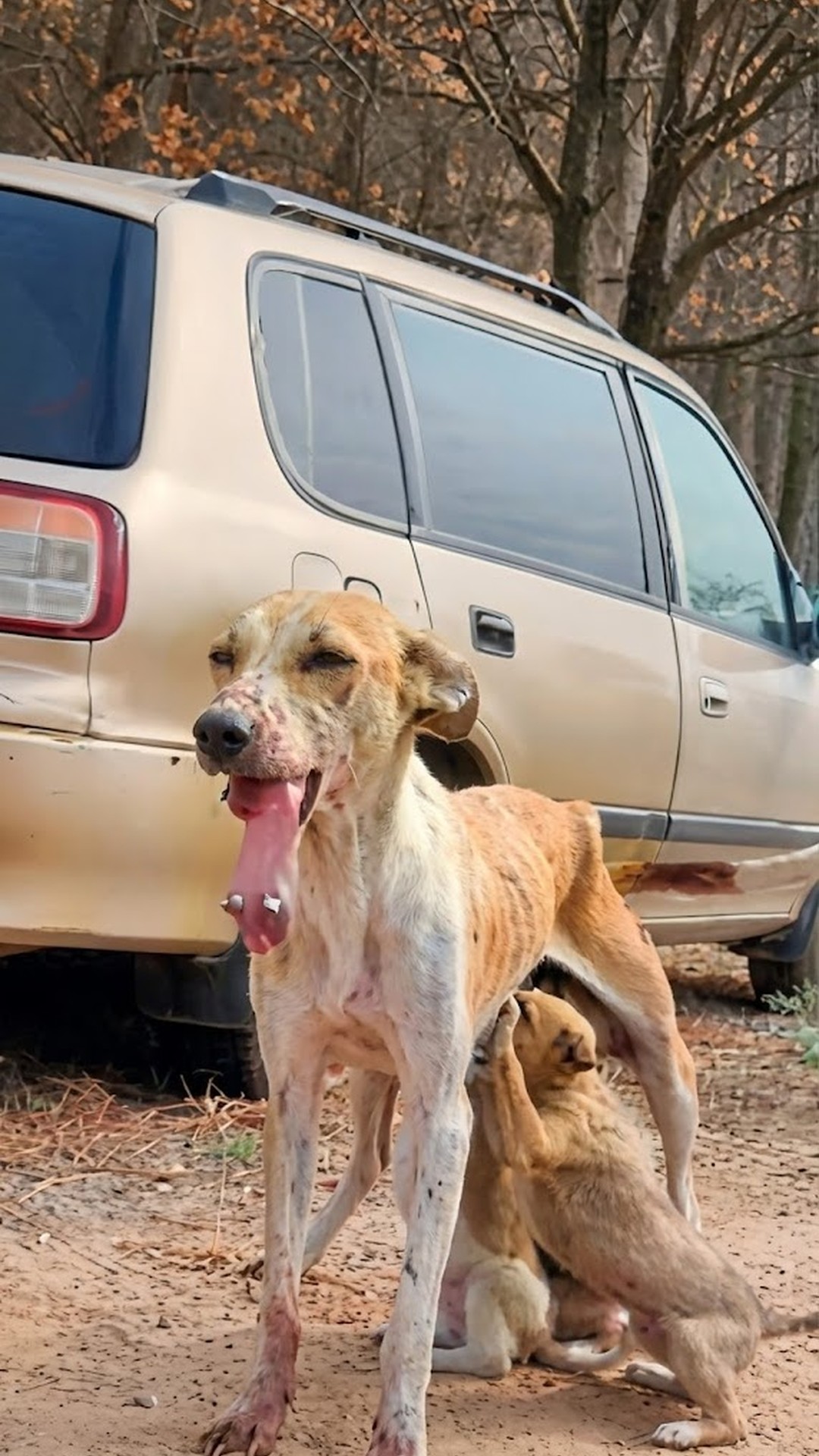 From Street Suffering to Joy: Pinky's Remarkable Recovery Over Months