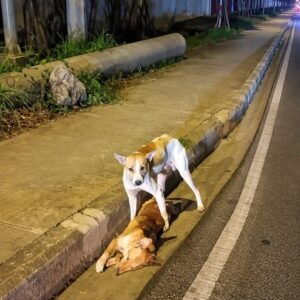 A Stray Dog Stays Vigilant by His Injured Friend Until Help Arrives