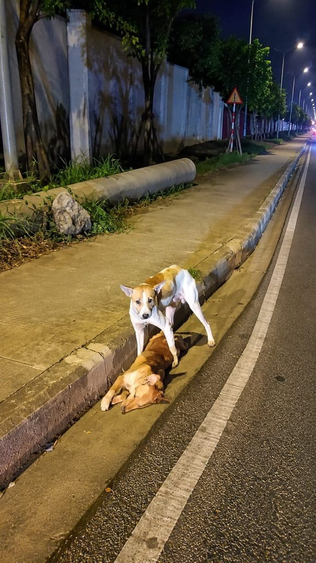 A Stray Dog Stays Vigilant by His Injured Friend Until Help Arrives