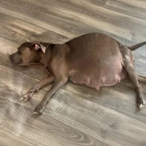 From Chained to Cherished: Rosemary's Journey with Her Eleven Puppies