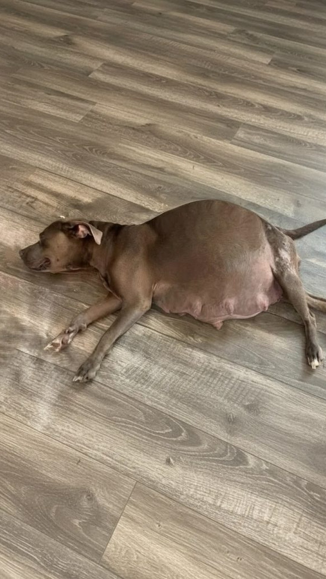 From Chained to Cherished: Rosemary's Journey with Her Eleven Puppies