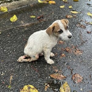 Two Puppies Go from Rainy Streets to Recovery with Compassionate Care
