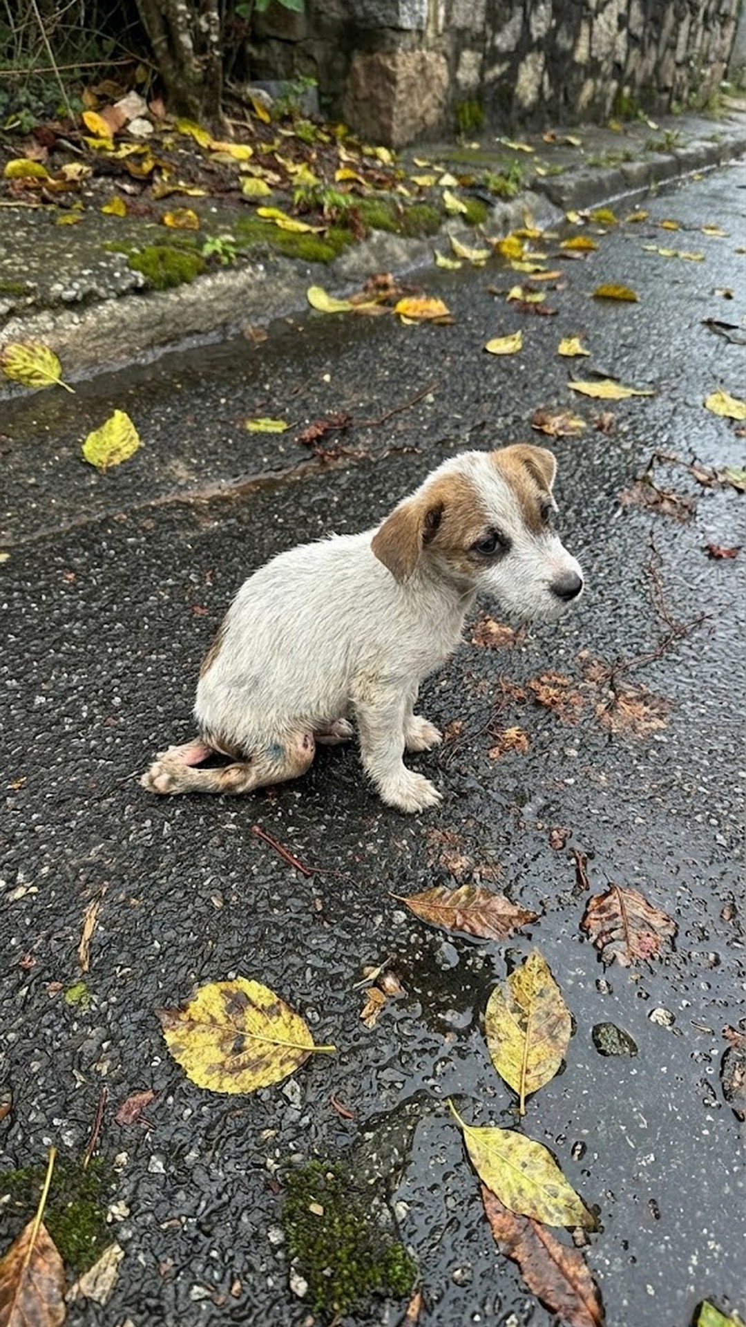 Two Puppies Go from Rainy Streets to Recovery with Compassionate Care