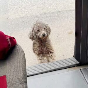 Stray Dog Leaps into Car Seeking Help on a Bitter Winter Day