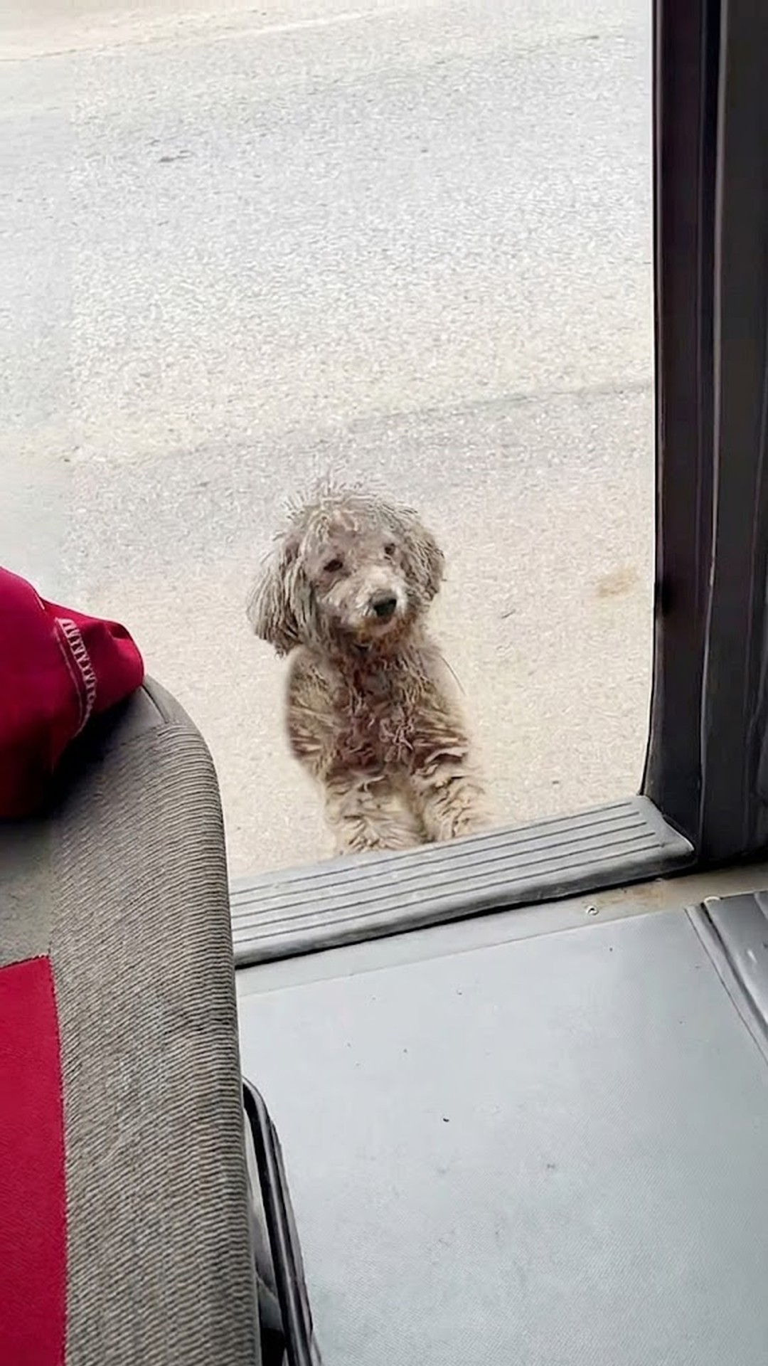Stray Dog Leaps into Car Seeking Help on a Bitter Winter Day