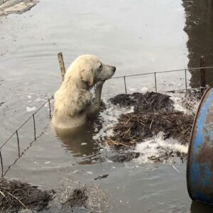 Twenty-Two Dogs Relocated from Flooded Louisiana Shelters to New Homes