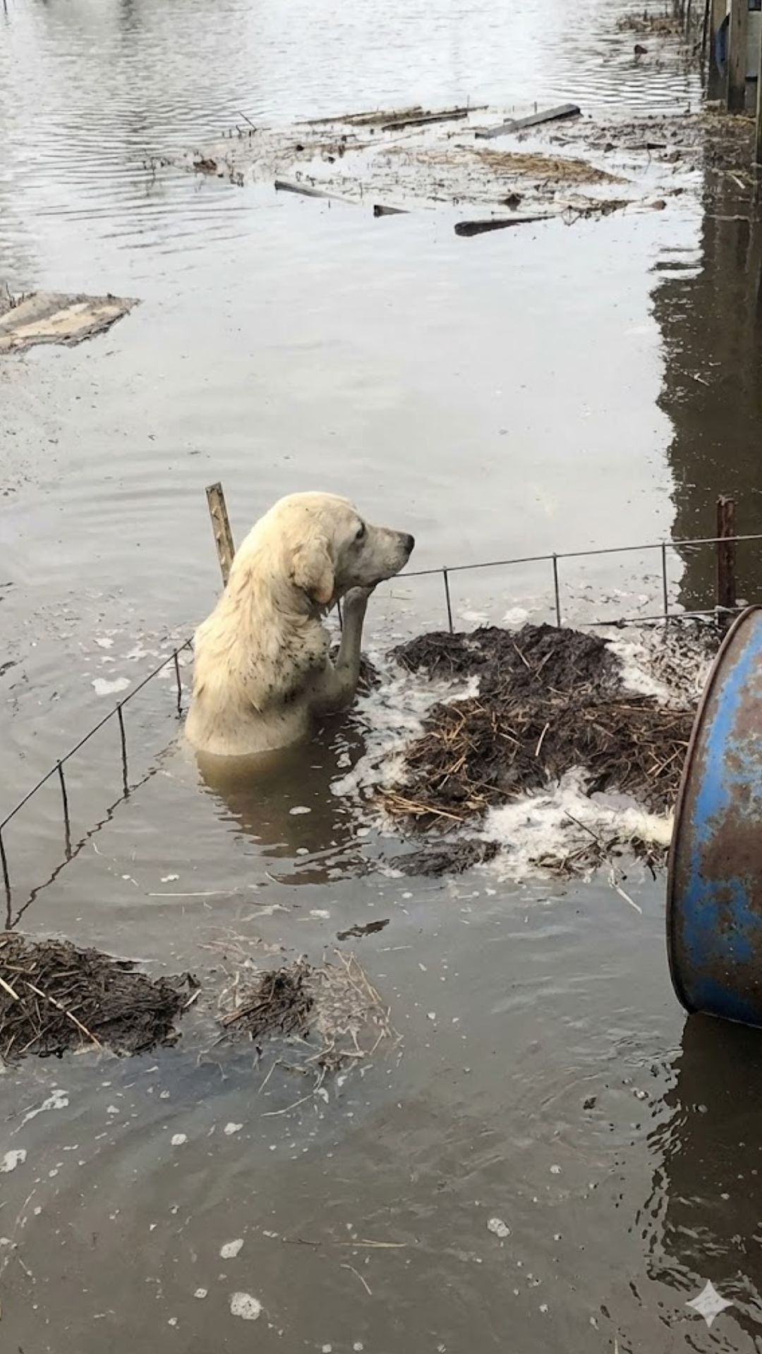 Twenty-Two Dogs Relocated from Flooded Louisiana Shelters to New Homes