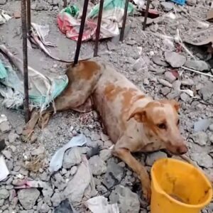 Rescuers Free Stray Dog Trapped by Heavy Iron in Abandoned Lot
