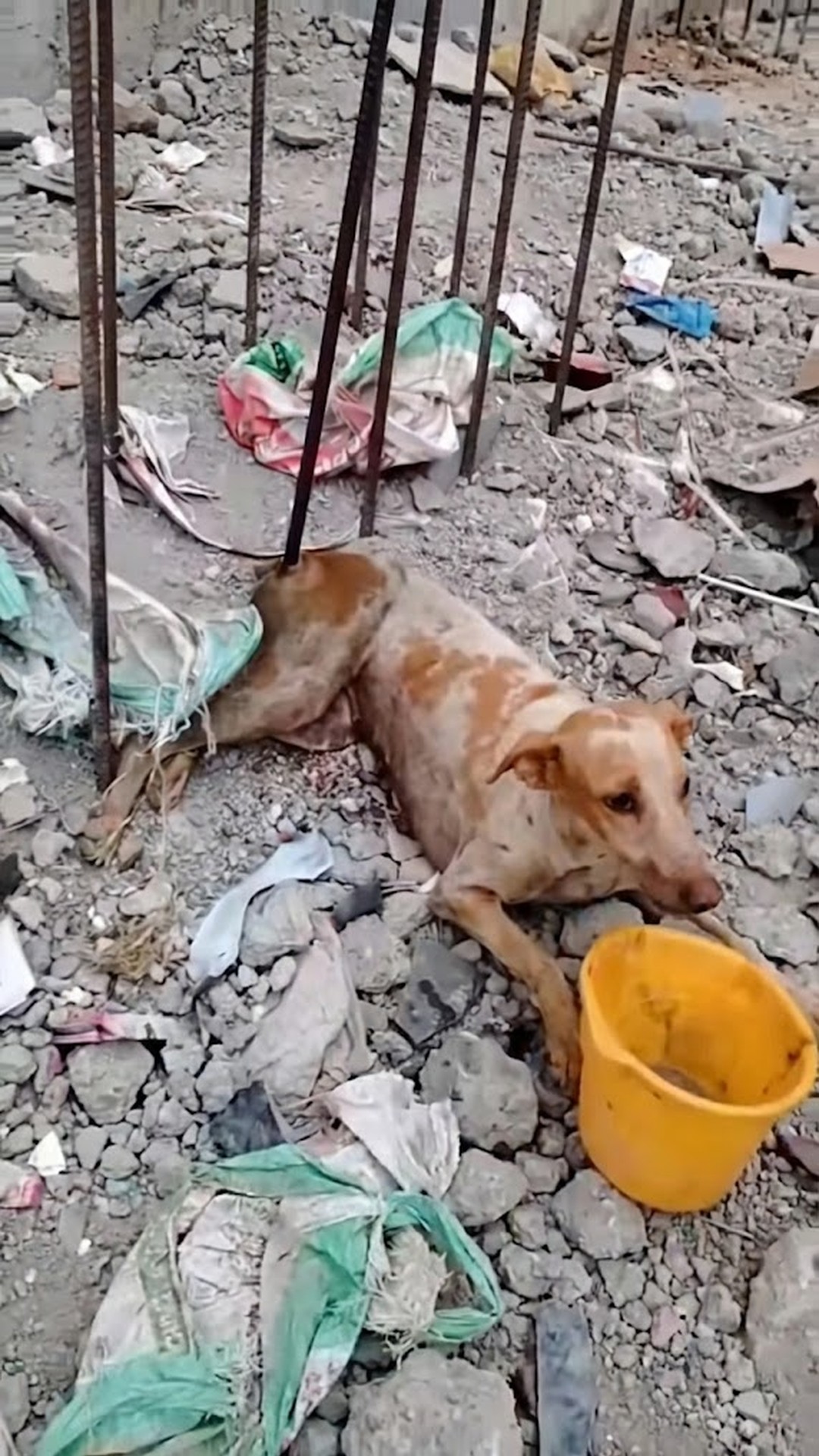 Rescuers Free Stray Dog Trapped by Heavy Iron in Abandoned Lot