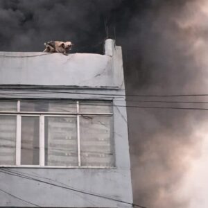 Community Responds to Rescue Dogs Trapped in a Burning Building