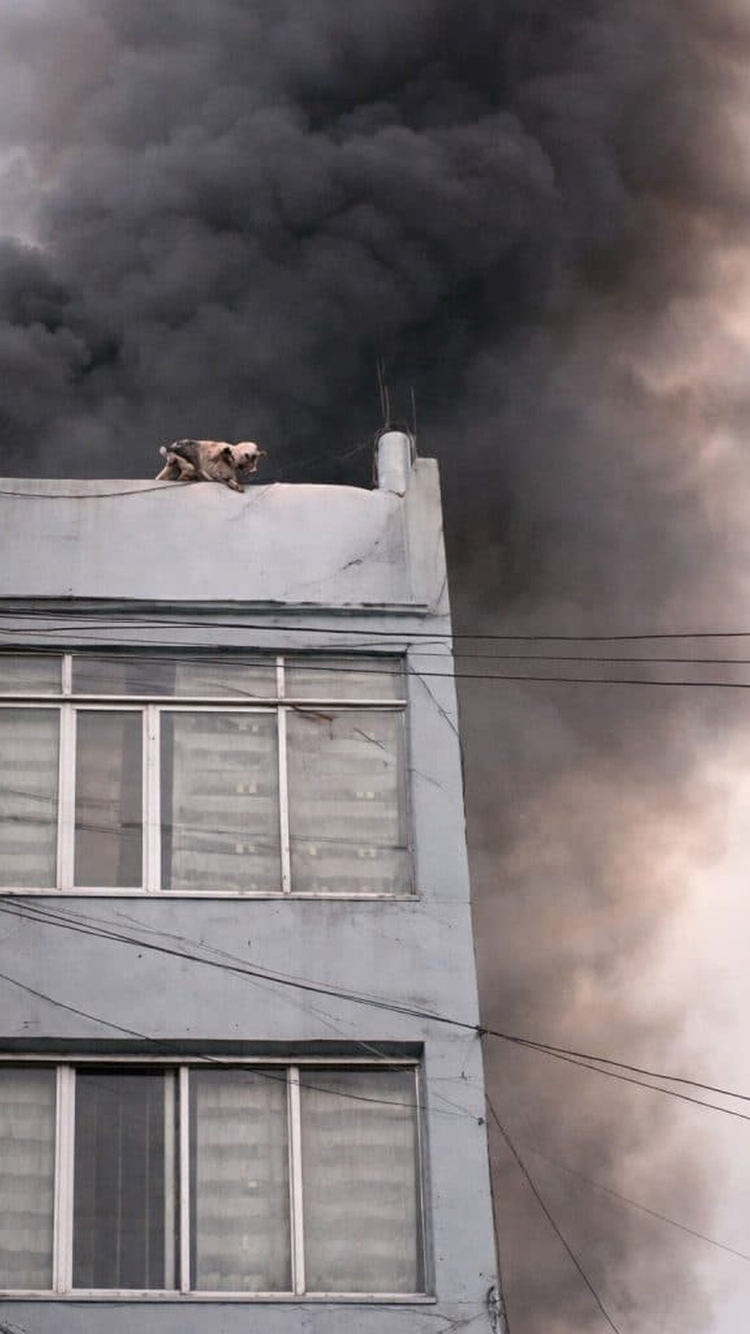 Community Responds to Rescue Dogs Trapped in a Burning Building