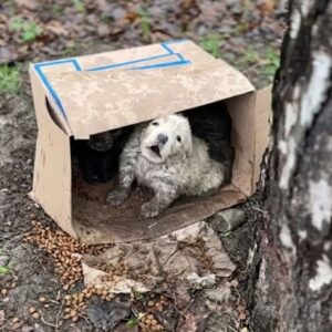 Tiny Puppies Huddle Together for Warmth During Freezing Rain Rescue