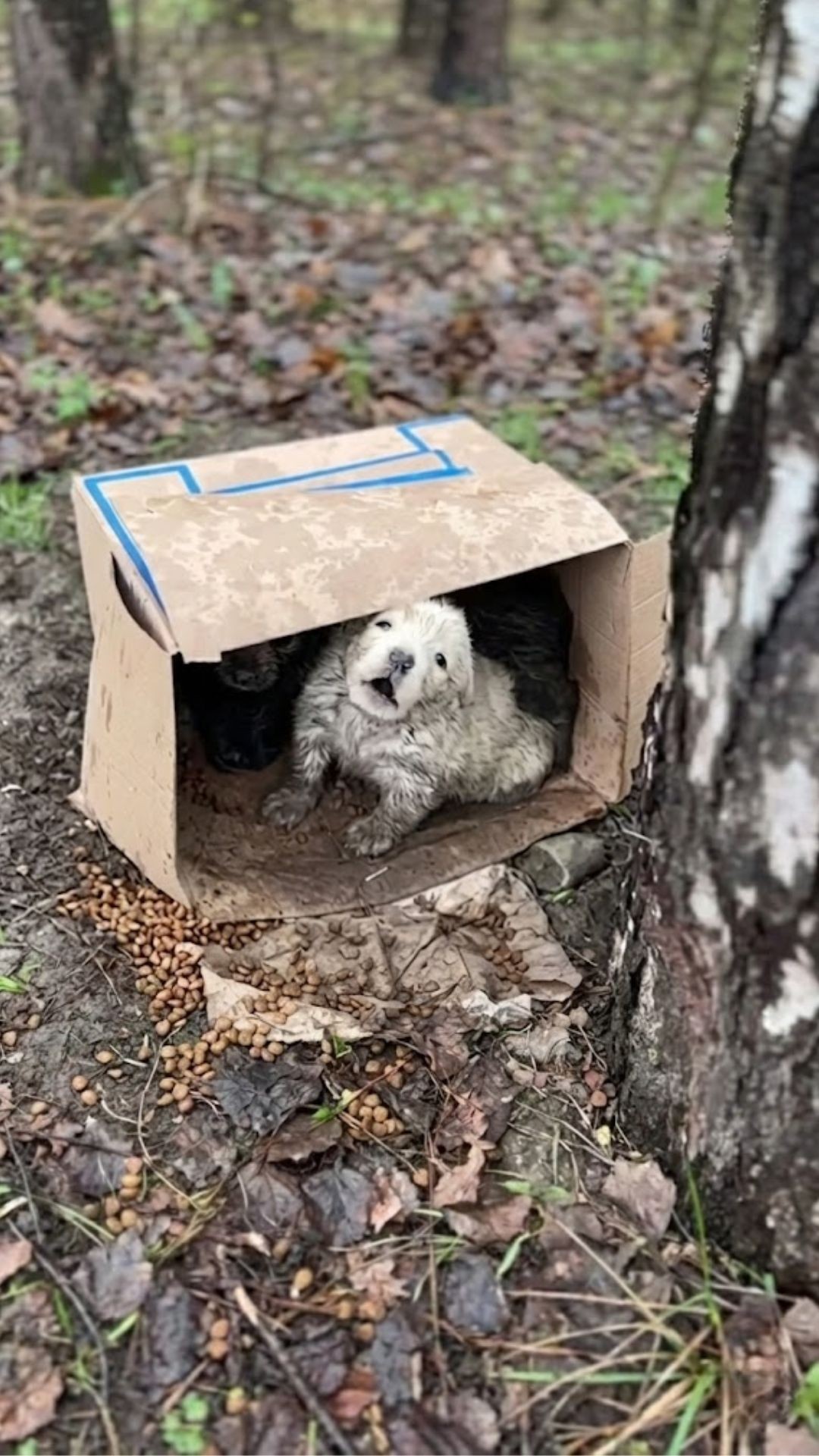 Tiny Puppies Huddle Together for Warmth During Freezing Rain Rescue