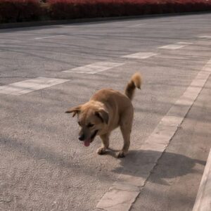 Dog Overcomes Physical Challenges After Rescue from Busy Road