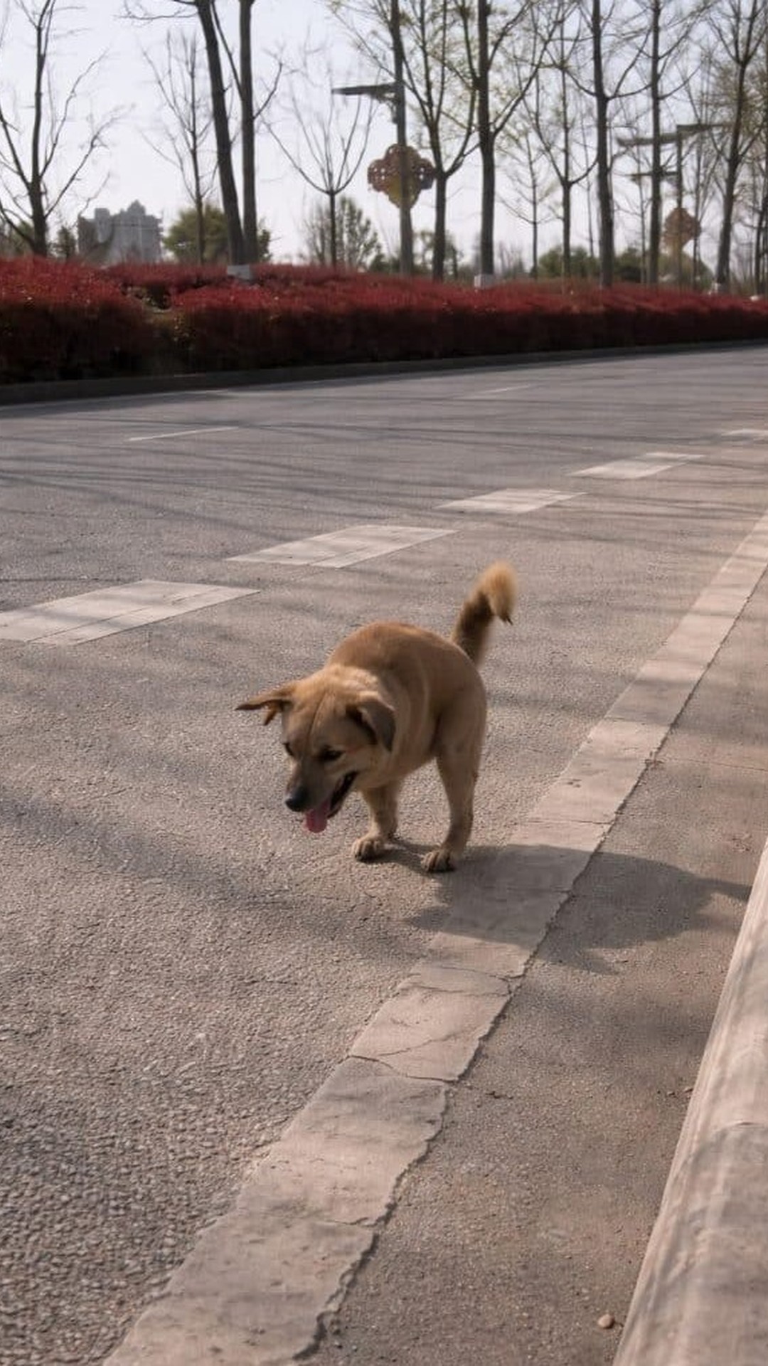 Dog Overcomes Physical Challenges After Rescue from Busy Road