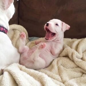 Tiny Nuby's Remarkable Recovery: From Fragile Newborn to Thriving Companion