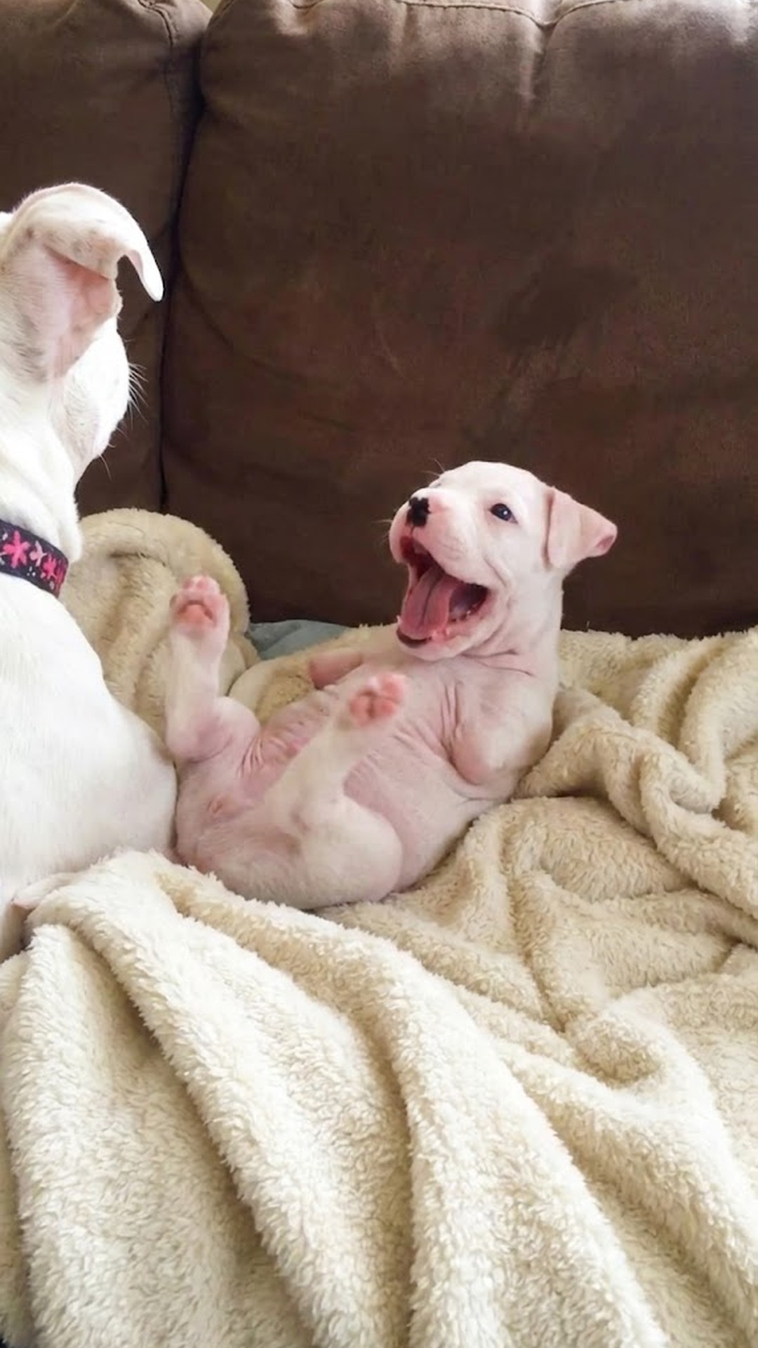 Tiny Nuby's Remarkable Recovery: From Fragile Newborn to Thriving Companion