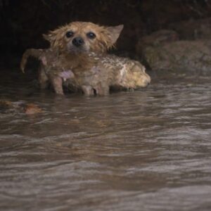 A Mother Dog Rescues Her Puppies from Rising Water Over Several Hours
