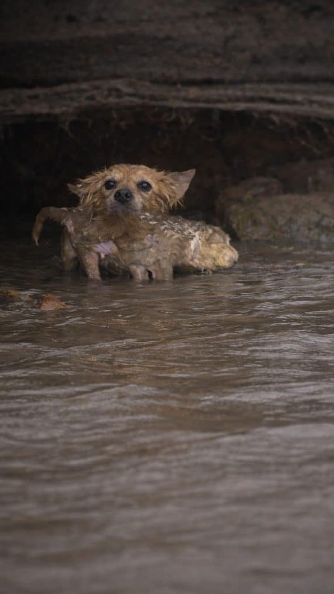 A Mother Dog Rescues Her Puppies from Rising Water Over Several Hours