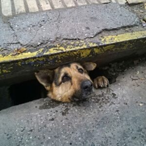 From Darkness to Daylight: The Rescue of a Blind Dog After 96 Hours