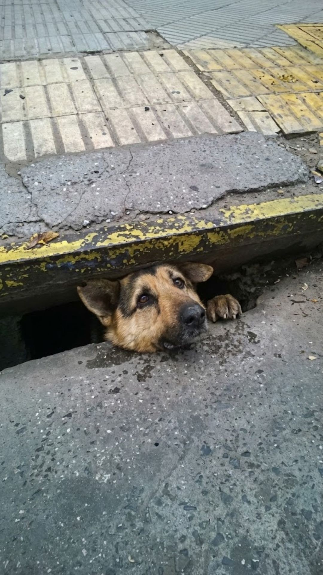 From Darkness to Daylight: The Rescue of a Blind Dog After 96 Hours