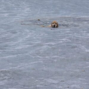 Rescue Teams Contrast Panic with Precision in Phoenix's Ice Emergency