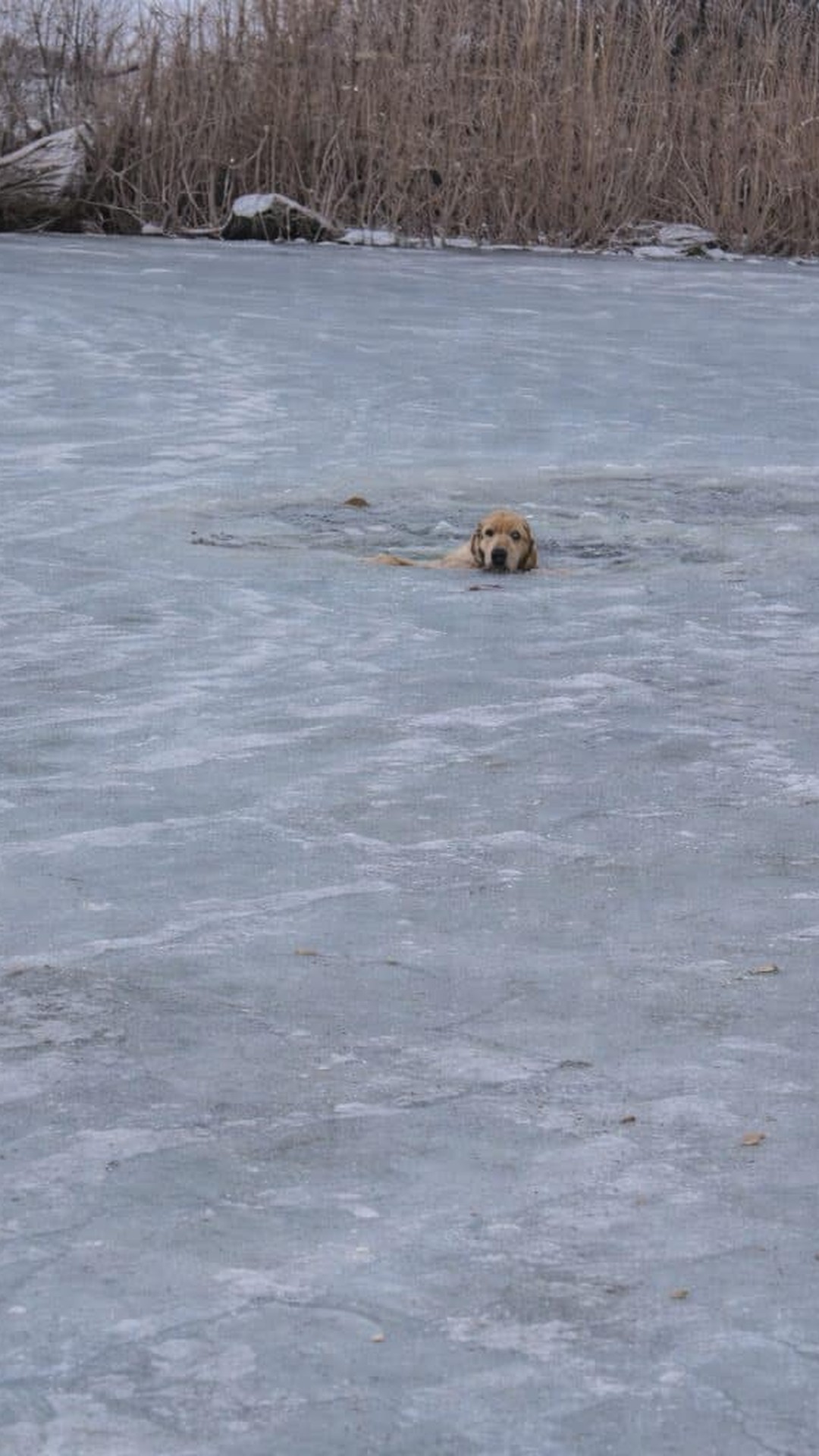 Rescue Teams Contrast Panic with Precision in Phoenix's Ice Emergency