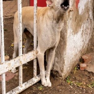 Rescue Team Frees Stray Dog Trapped by Heavy Iron Gate