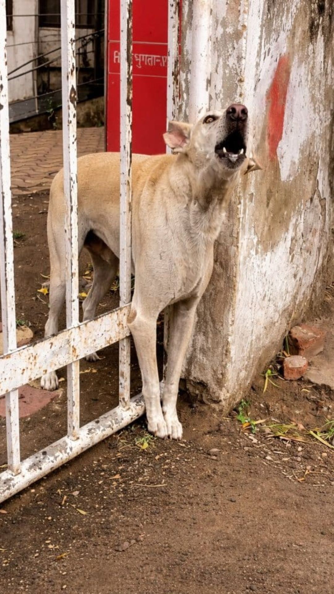 Rescue Team Frees Stray Dog Trapped by Heavy Iron Gate